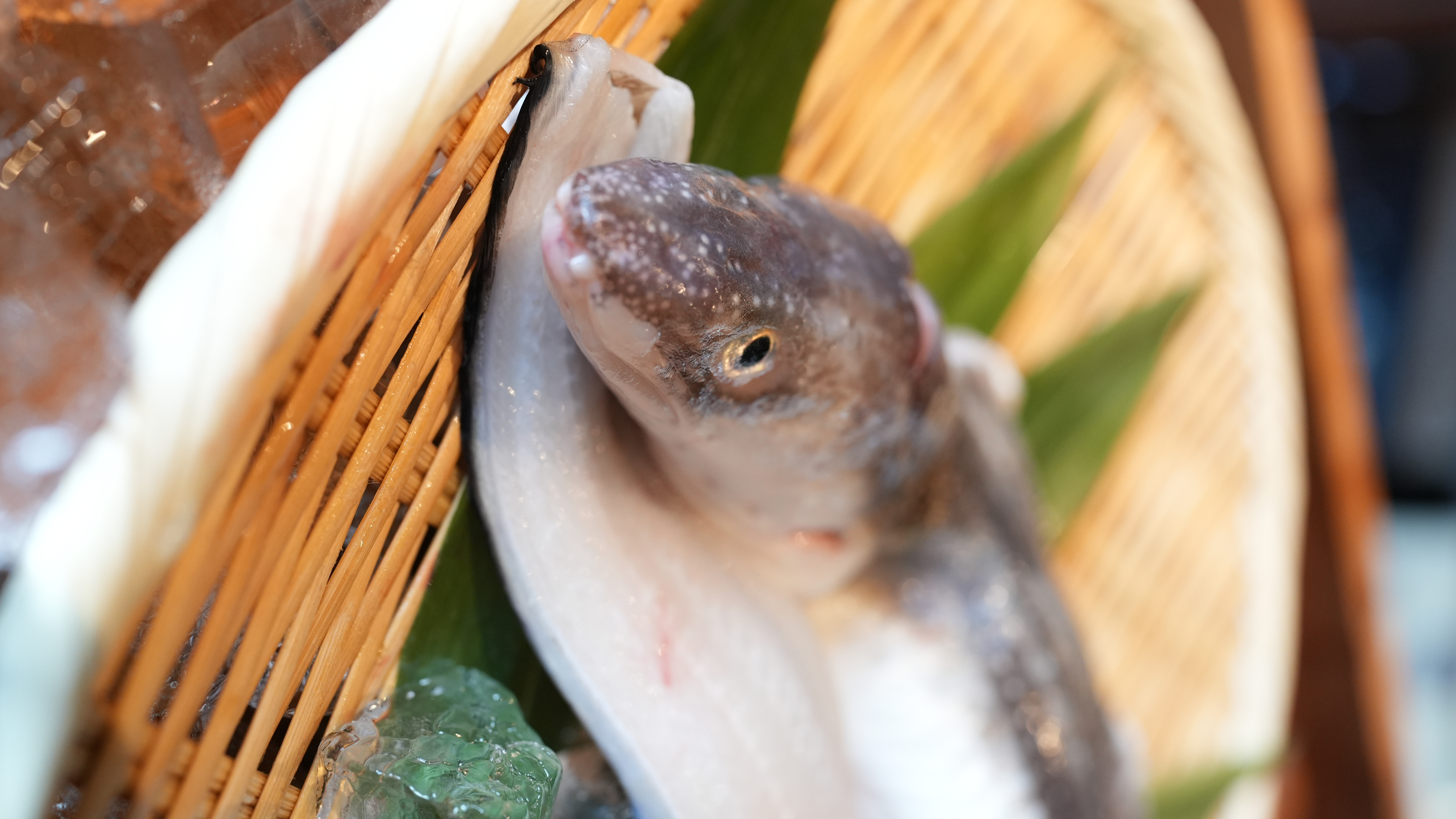 穴子朝食 Anago morning Hiroshima